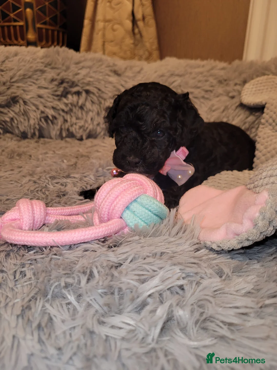 Cockapoo dogs for sale: Cockapoo puppies - Advert 18