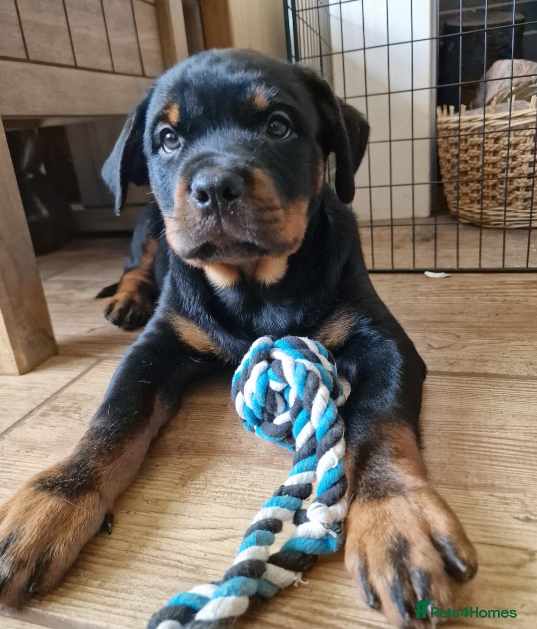 Rottweiler dogs for sale: MASSIVE ROTTWEILER PUPPIES  - Advert 2
