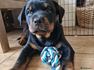 Rottweiler dogs MASSIVE ROTTWEILER PUPPIES - Advert 2