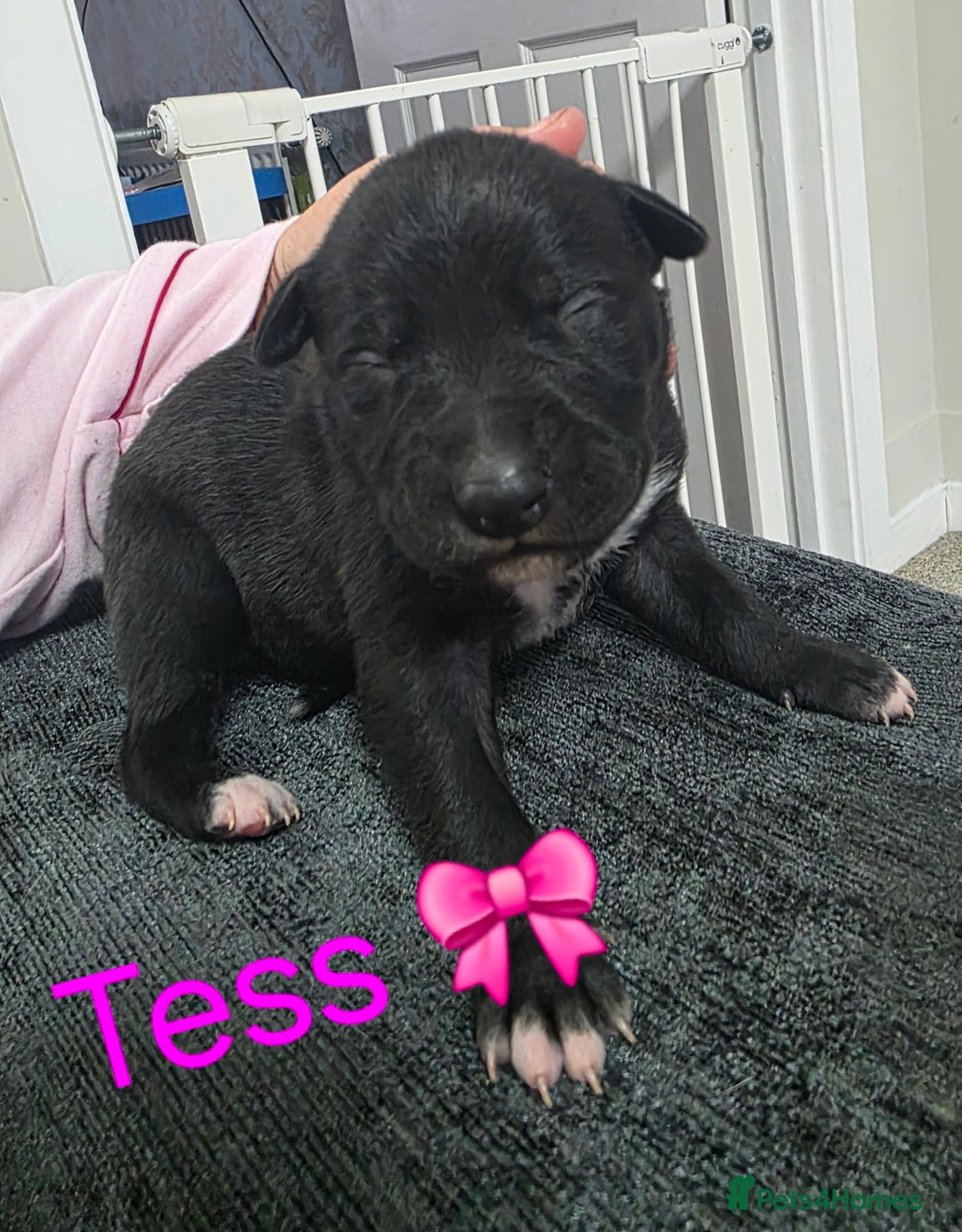 Mixed Breed dogs for sale: Saluki collie bull whippet greyhound pups - Advert 5