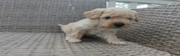 Cockapoo dogs for sale: Teddy cockapoo - Advert 15