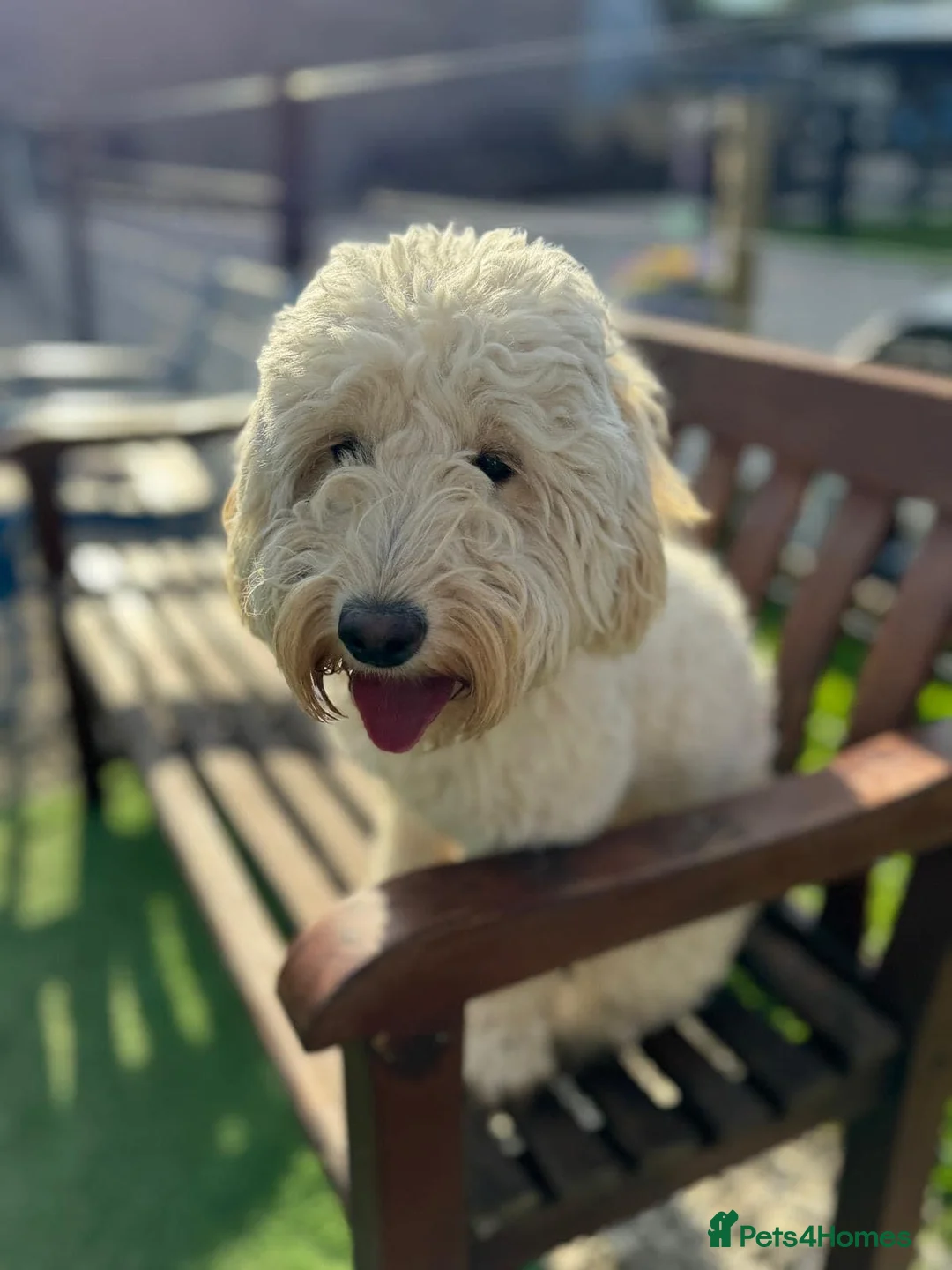 Labradoodle dogs for sale: Miniature F1b Labradoodle for rehoming  - Advert 13