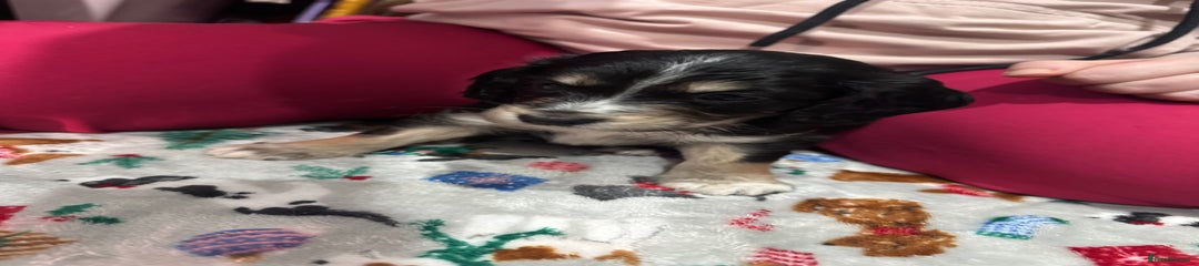 Black, white and Golden girl