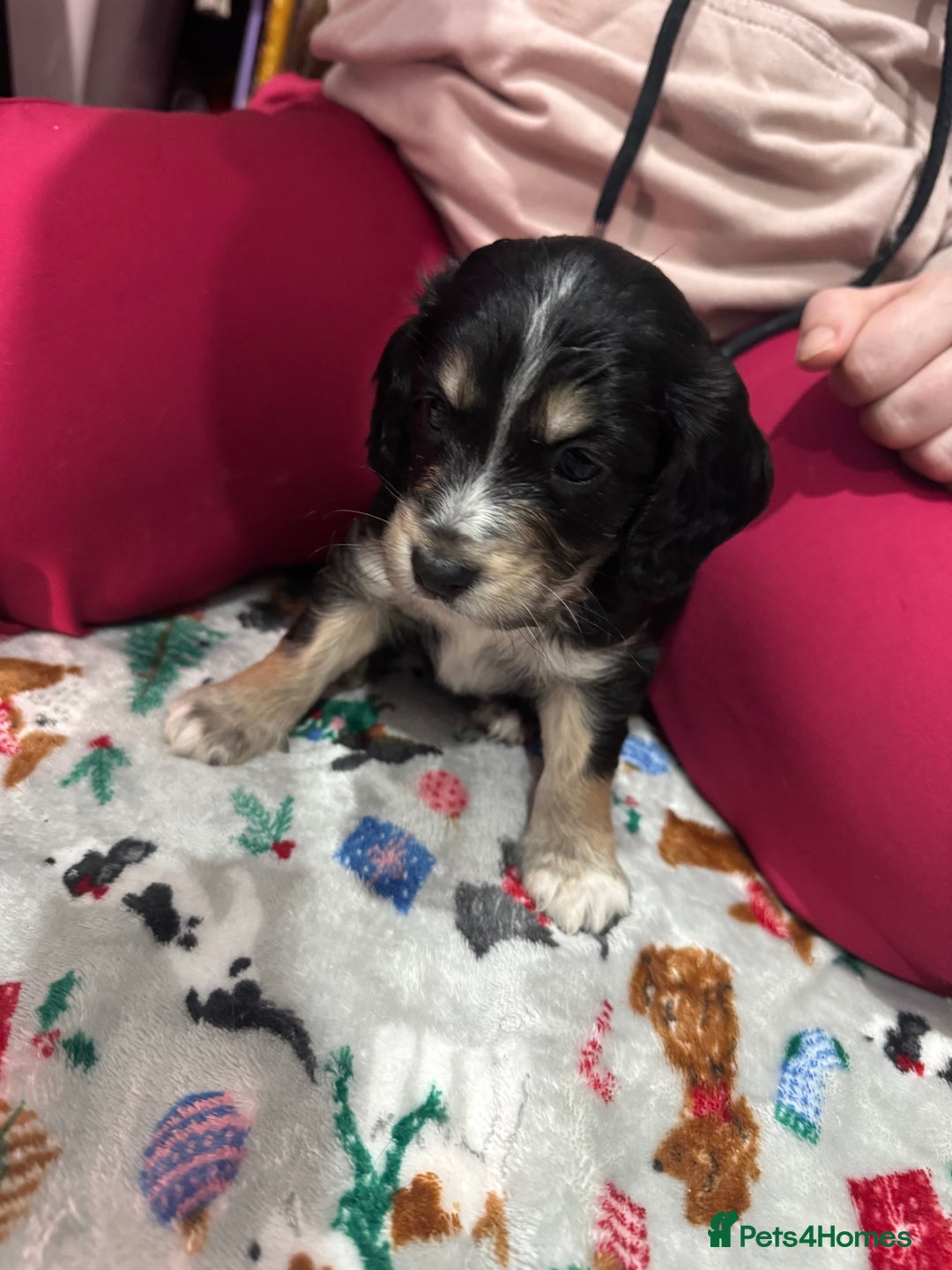 Cockapoo dogs for sale: Gorgeous F1B Cockapoo Puppies ready  **  eve - Advert 8