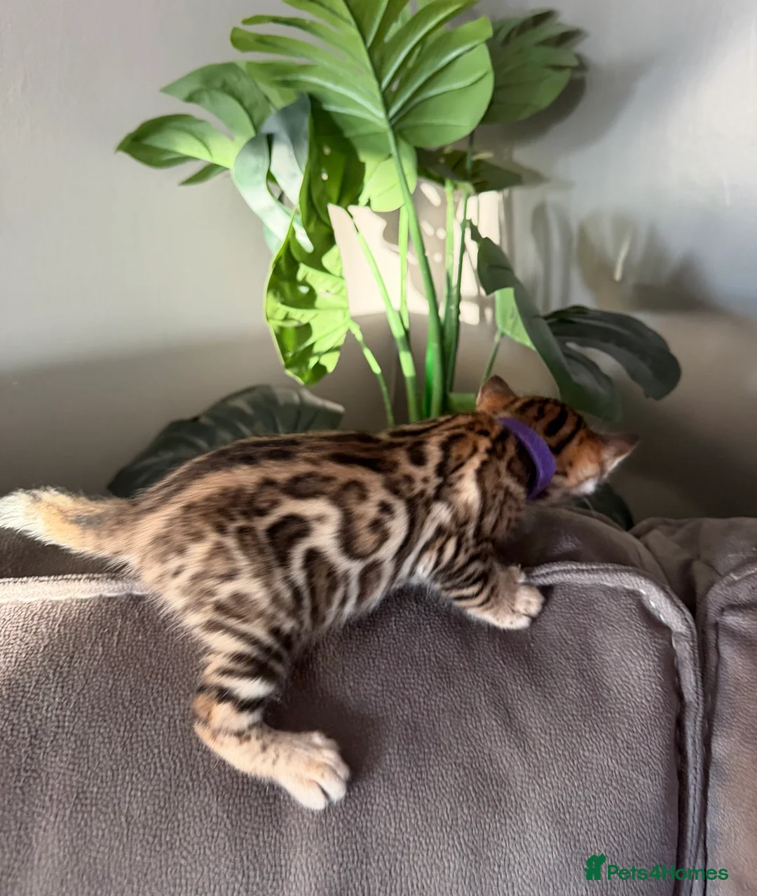 Bengal cats for sale: Beautiful Pedigree Bengal kittens for sale  - Advert 11