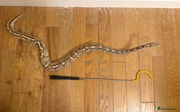 Python Snake reptiles for sale: Royal python for rehoming  - Image 1