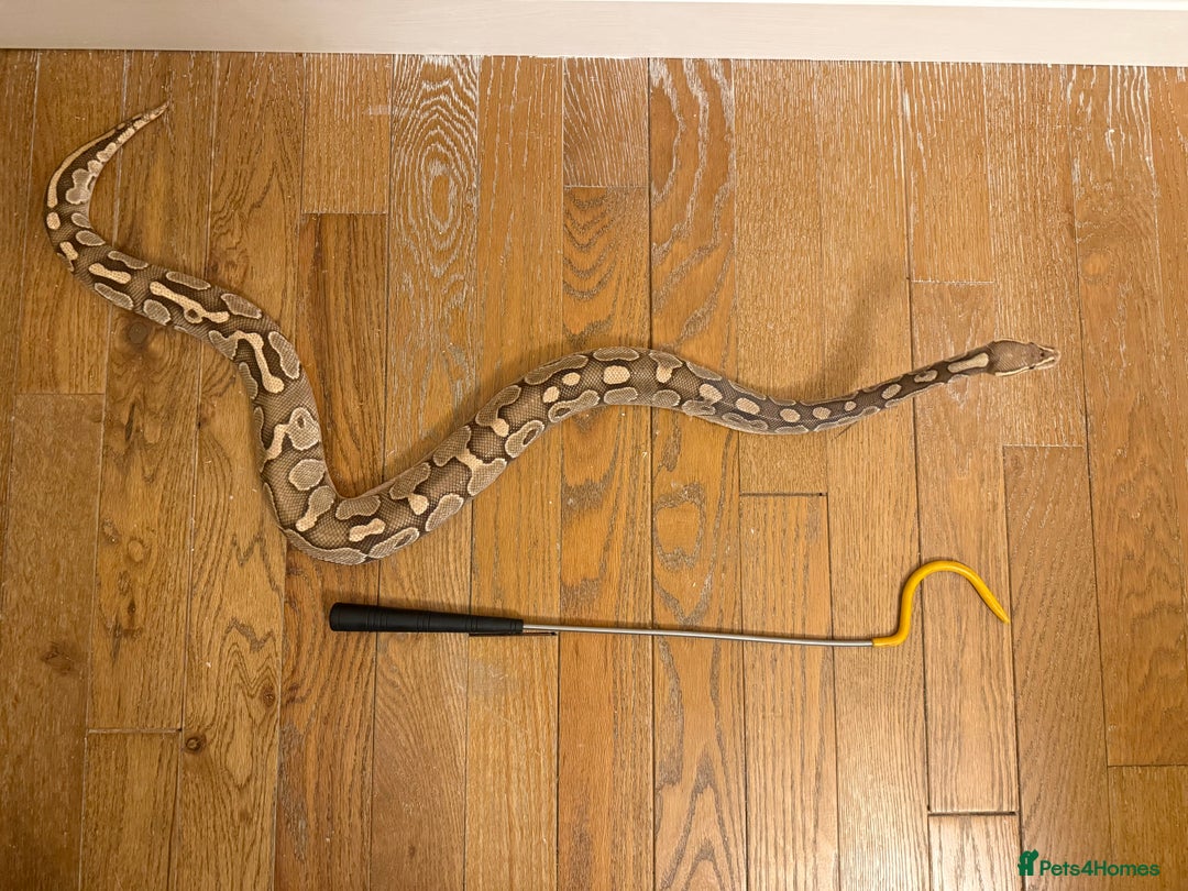 Python Snake reptiles for sale: Royal python for rehoming  - Image 1