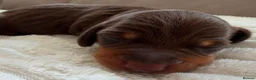 Miniature Dachshund dogs for sale: Beautiful Miniature Daschund Puppies  - Advert 11