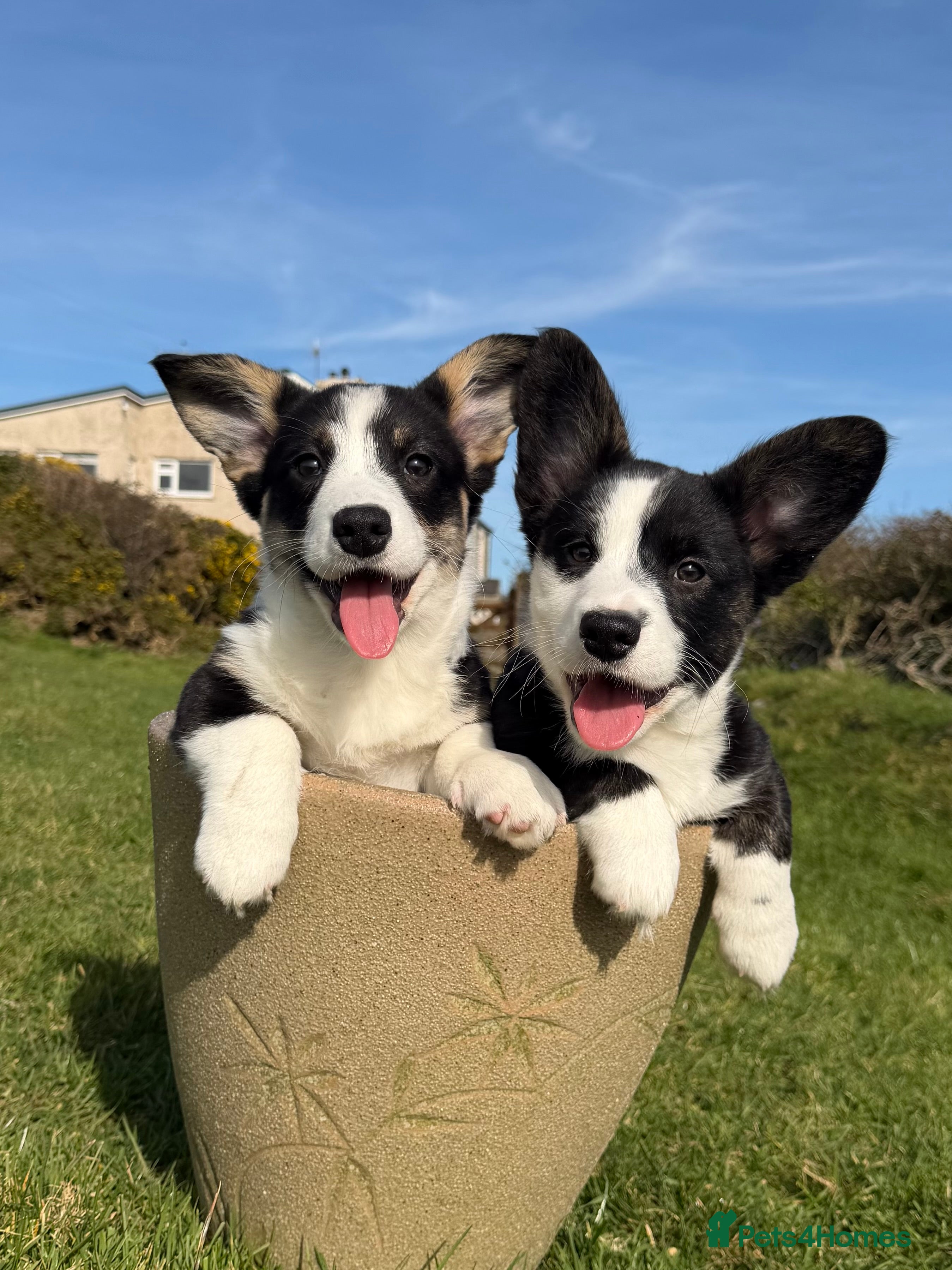 Welsh Corgi Cardigan dogs ⭐️Beautiful Cardiganshire Corgi Pups *2 LEFT*⭐️ - Advert 1