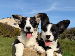 Welsh Corgi Cardigan dogs ⭐️Beautiful Cardiganshire Corgi Pups *2 LEFT*⭐️ - Advert 14