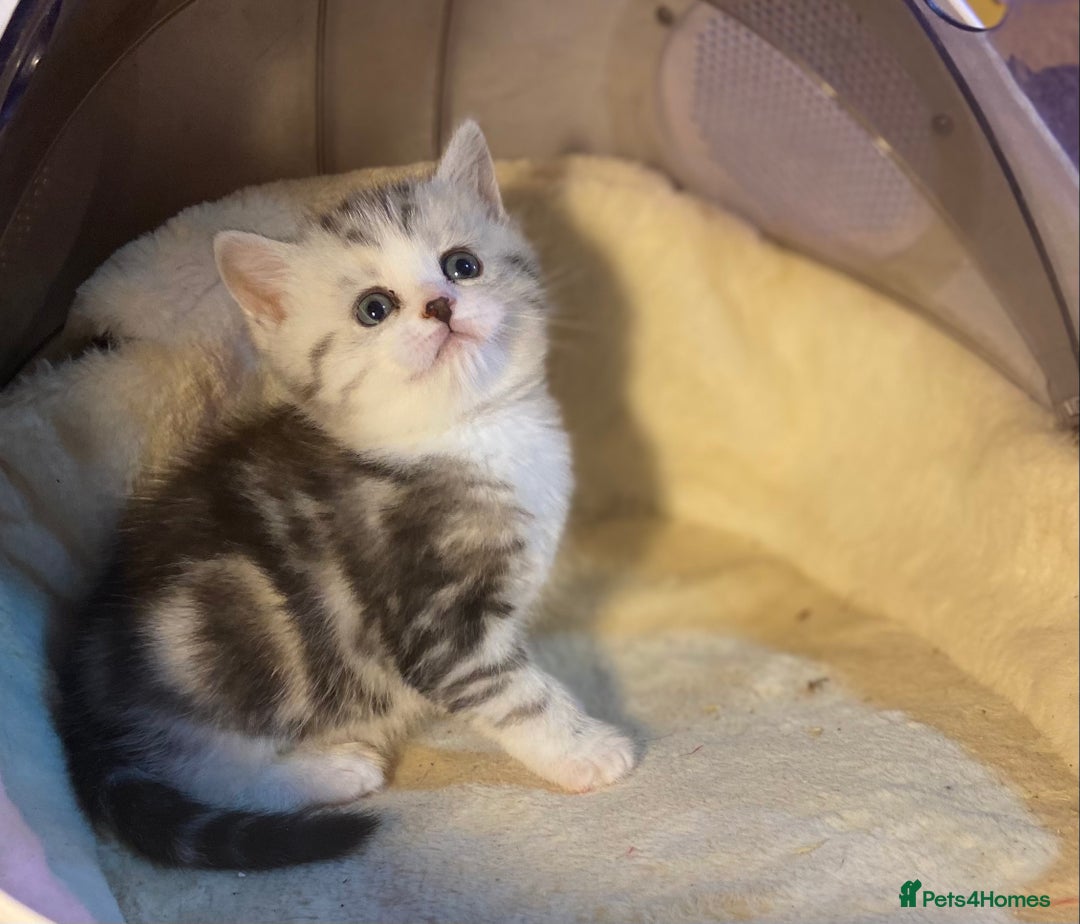 Munchkin cats for sale: Full Pedigree Munchkin Kittens  - Image 27