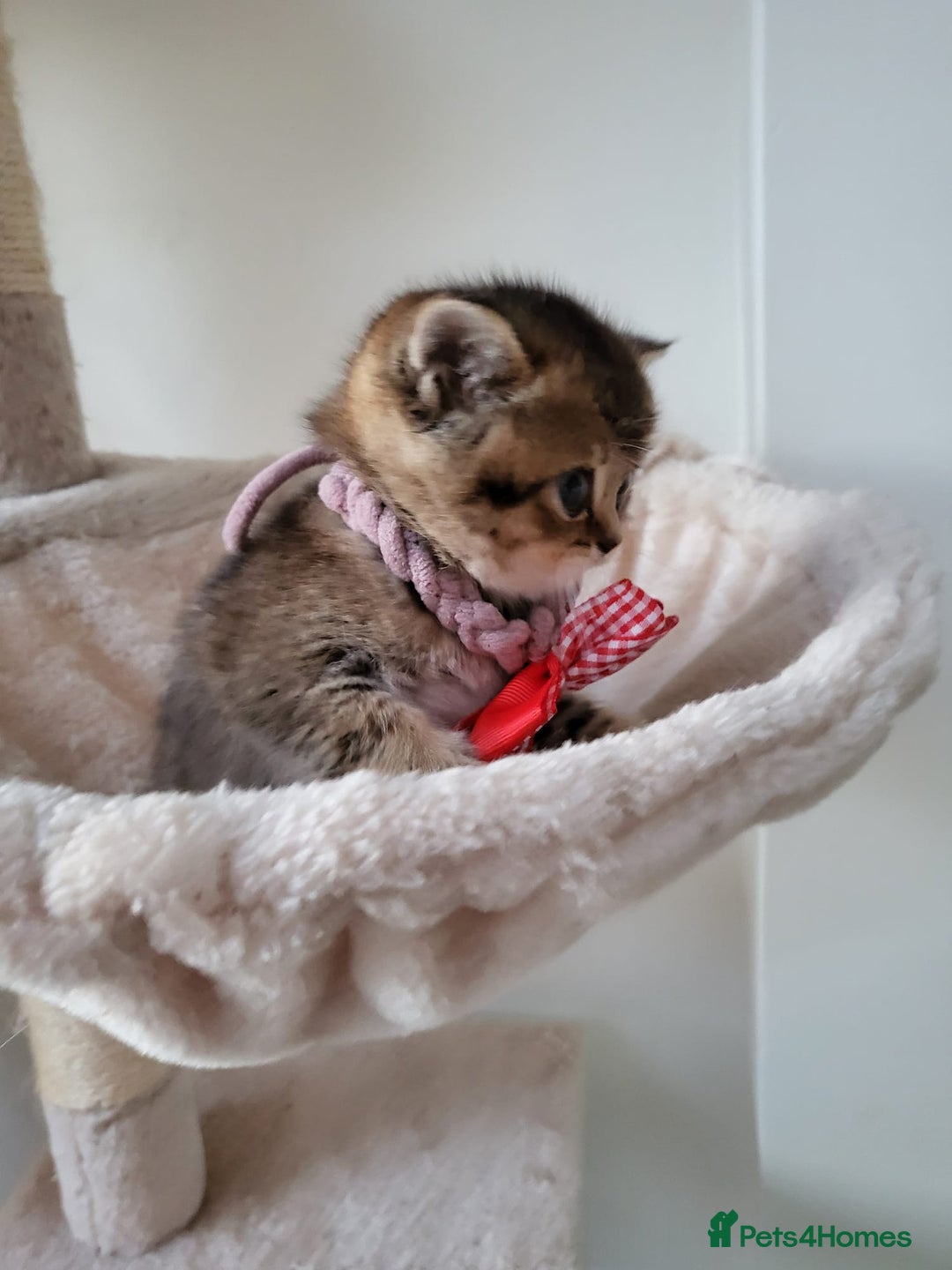 British Shorthair cats for sale:  **  **  **  ** BRITISH SHORTLY **  **  **  **   - Advert 19