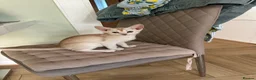 Abyssinian cats for sale: Silver Abyssinian kittens  - Advert 18