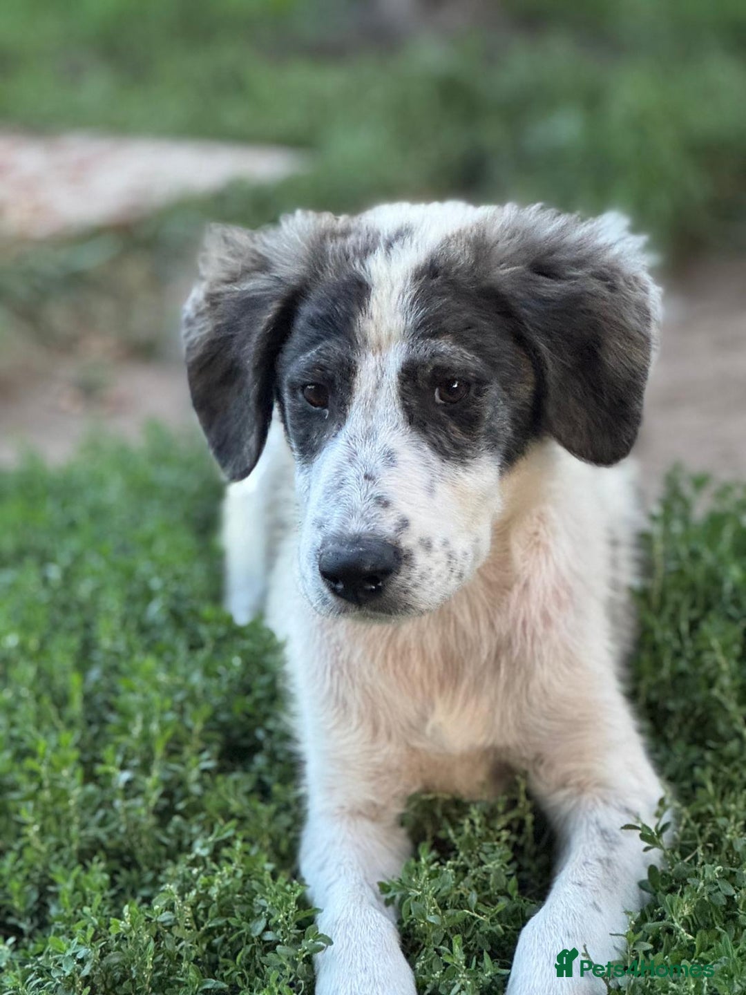 Mixed Breed dogs for adoption: ODIN, a superb young boy - for a Loving Home - Image 10