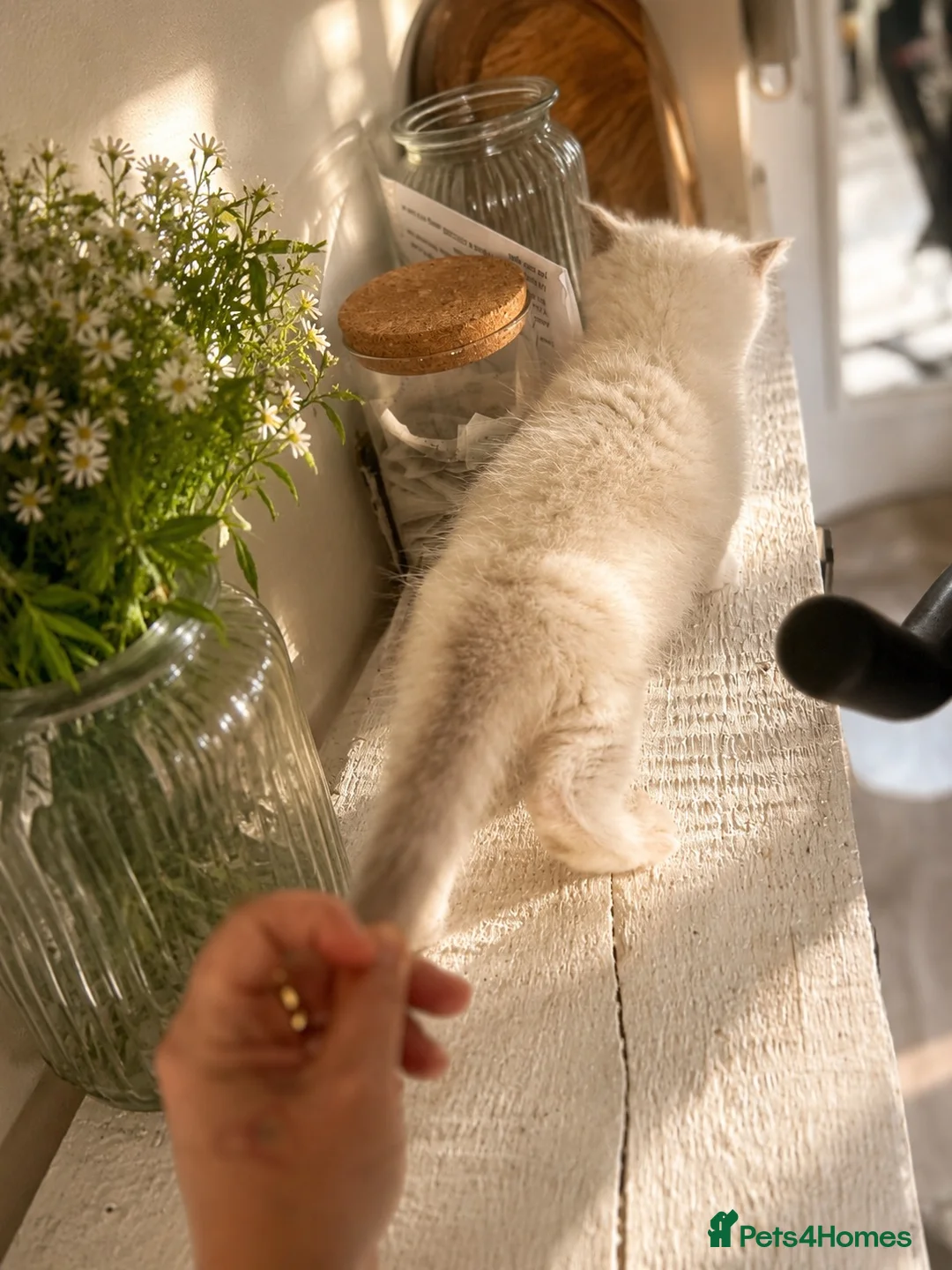 Ragdoll cats for sale: Beautifully Nurtured,Content Ragdoll Kittens - Advert 7
