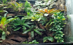 Frog reptiles for sale: 90x90x45 exo terra vivarium  - Image 2