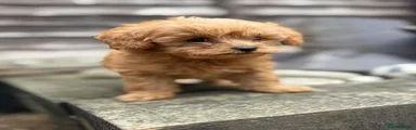 Toy Poodle 5
