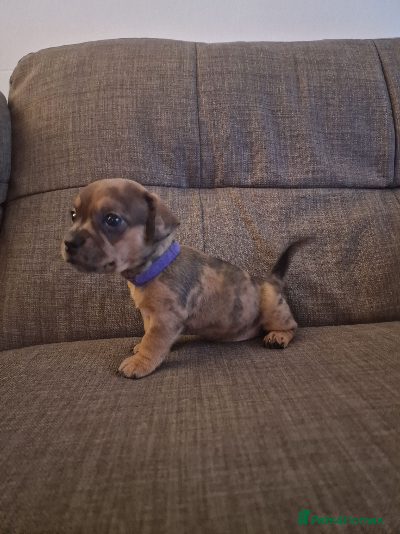 Mixed Breed dogs Only 1 Girl left! French Bulldog x Mini Dachshund - Advert 5