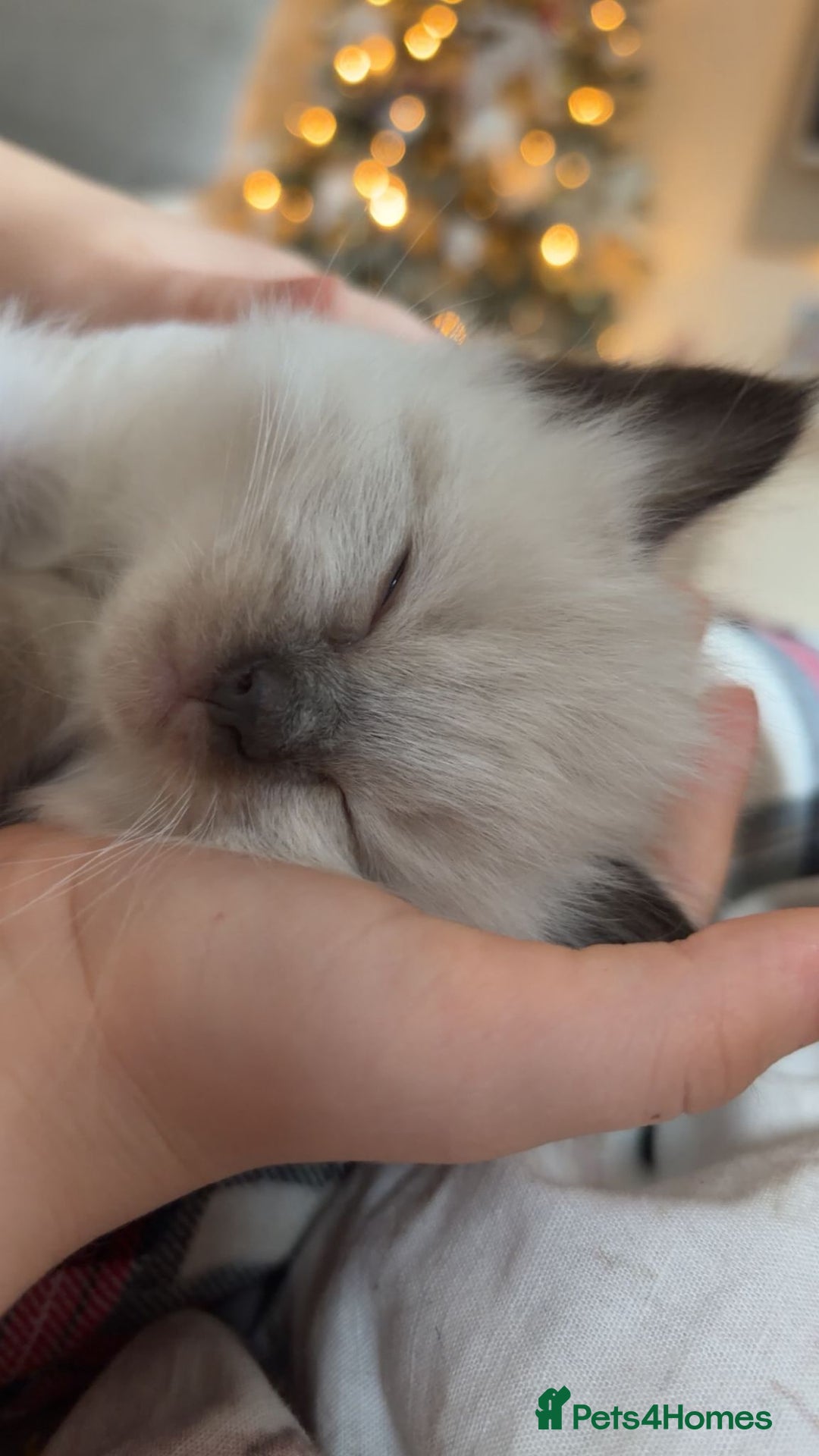 Ragdoll cats for sale: ​Heartbreaking Rehoming Male Ragdoll Kitten - Advert 2