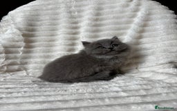 British Shorthair cats for sale: OUTSTANDING GCCF + HEALTH TESTED BSH + BLH KITTENS - Image 2