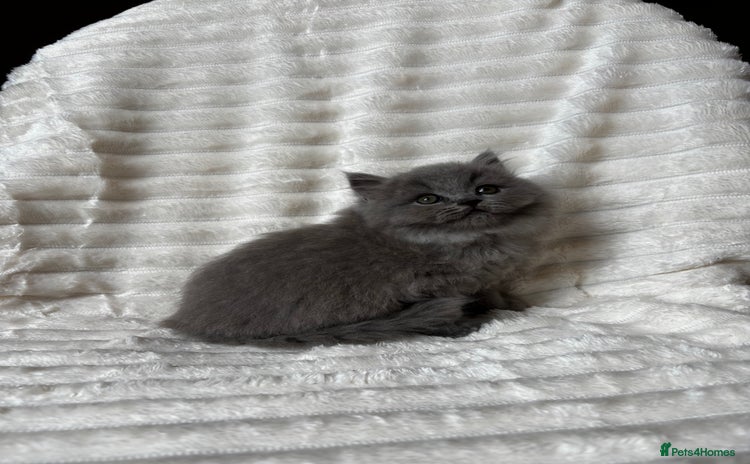 British Shorthair cats - Advert 5