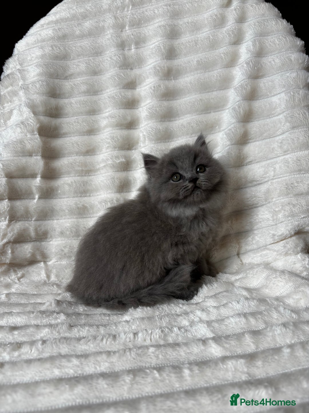 British Shorthair cats for sale: OUTSTANDING GCCF + HEALTH TESTED BSH + BLH KITTENS - Image 2