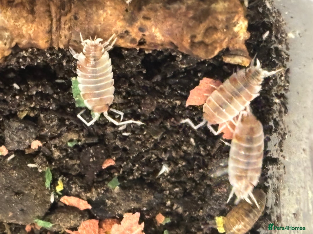 Isopods invertebrates for sale: Mixed types Isopods available Ridgeback Rollers  - Advert 5