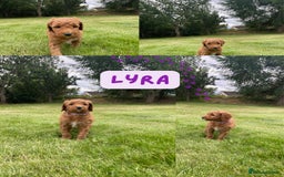 Australian Labradoodle dogs for sale: Australian Labradoodle puppies  - Image 24