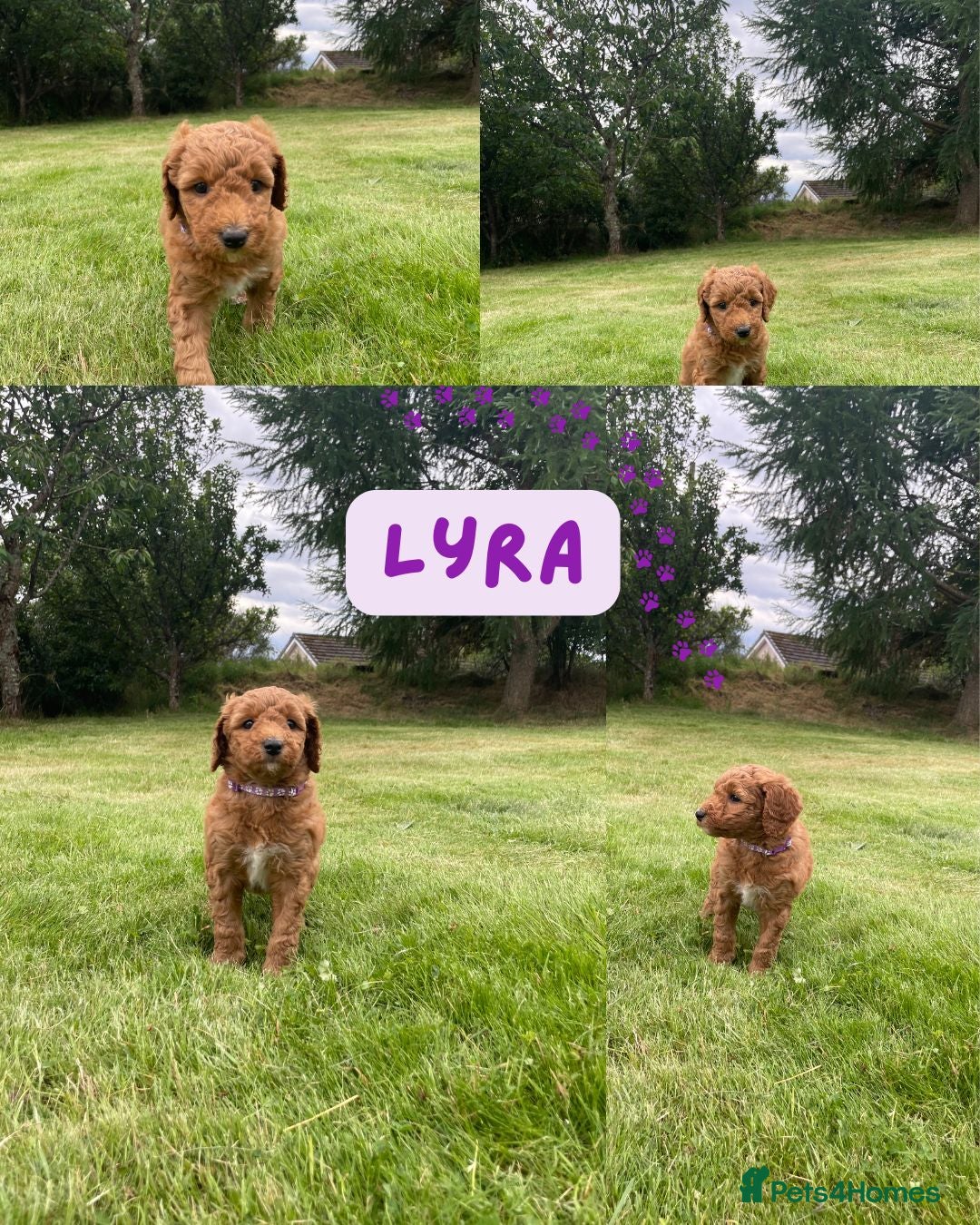 Australian Labradoodle dogs for sale: Australian Labradoodle puppies  - Image 24