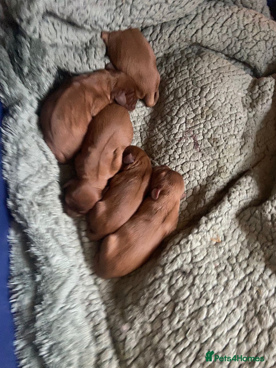 Cavalier King Charles Spaniel dogs for stud: Beautiful stud dog - Advert 4