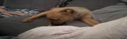 Mixed Breed dogs for sale: German Shepherd cross lurcher puppies  - Advert 8