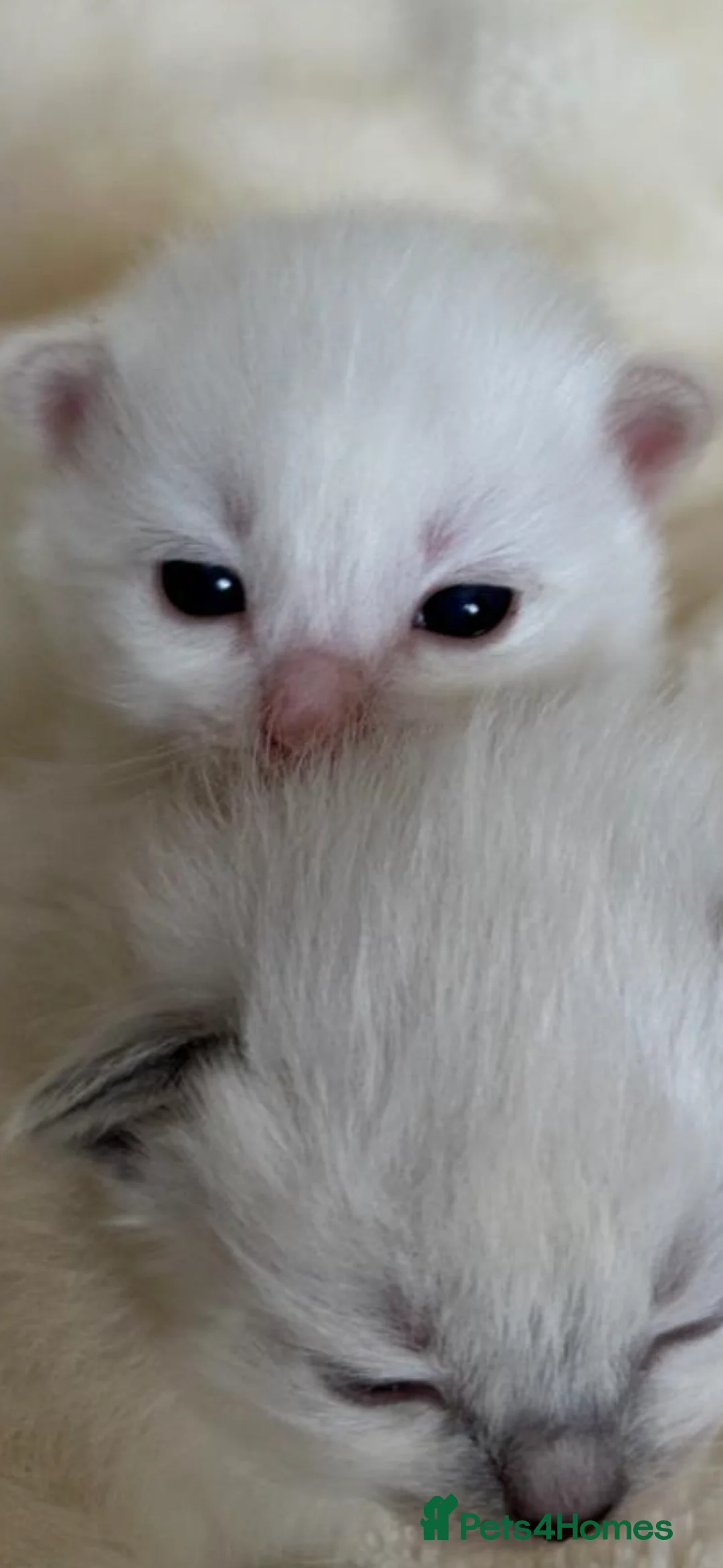 Ragdoll cats for sale: 🩷 Waiting list now open 🩷 - Advert 2