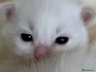 Ragdoll cats 🩷 Waiting list now open 🩷 - Advert 11