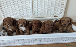 Cavapoo dogs for sale: Waiting List now open - DARK RED PREMIUM QUALITY - Image 27