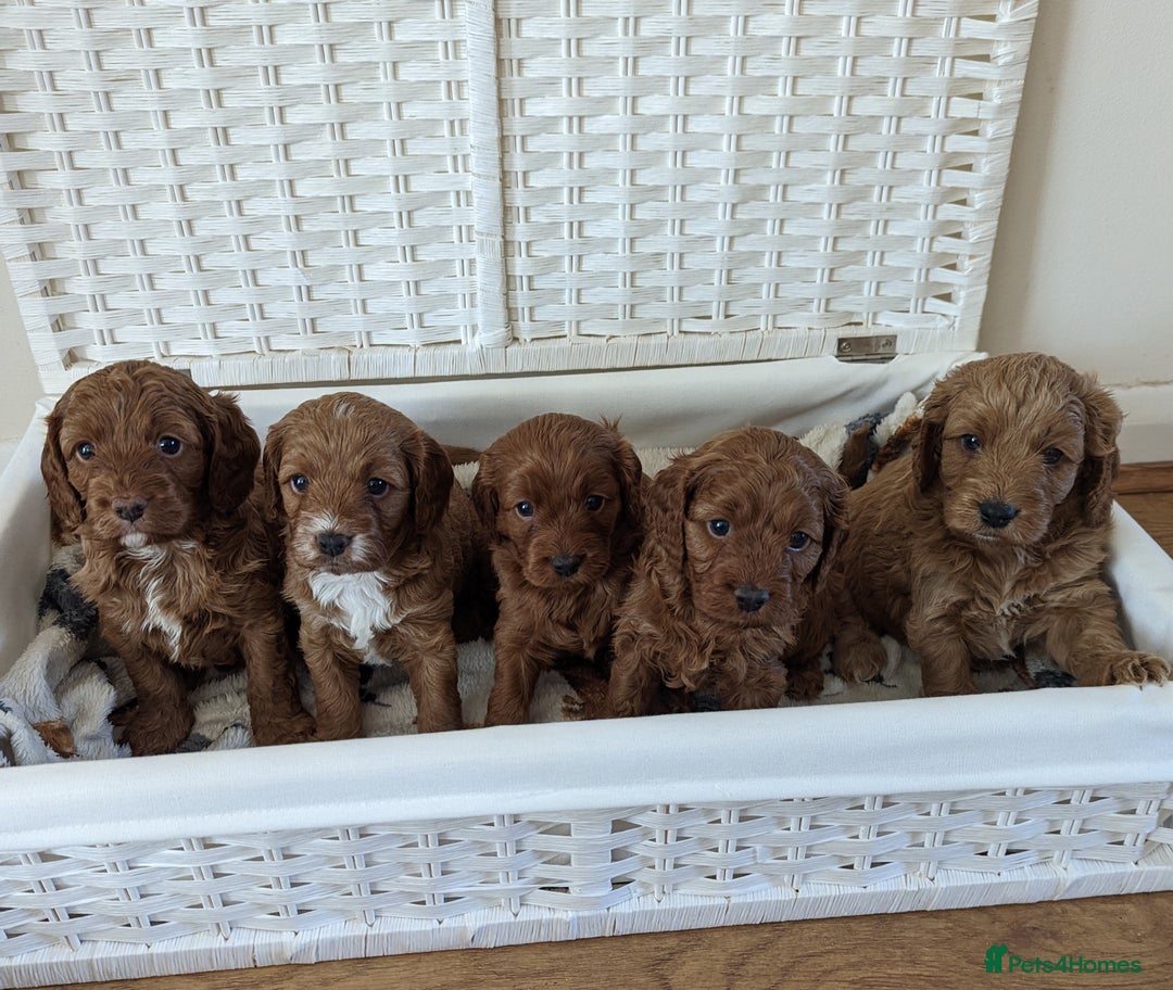Cavapoo dogs for sale: Waiting List now open - DARK RED PREMIUM QUALITY - Image 27