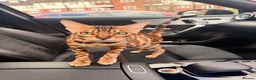 Bengal cats for sale: Bengal kitten £200 - Advert 3