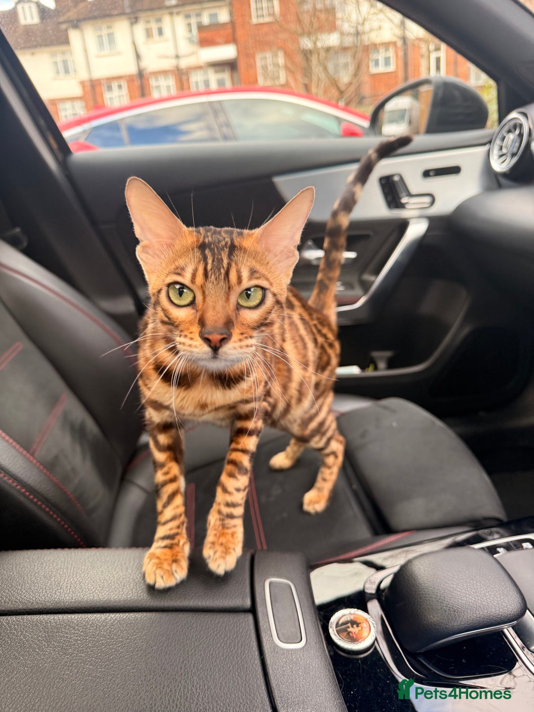 Bengal cats for sale: Bengal kitten £200 - Advert 3