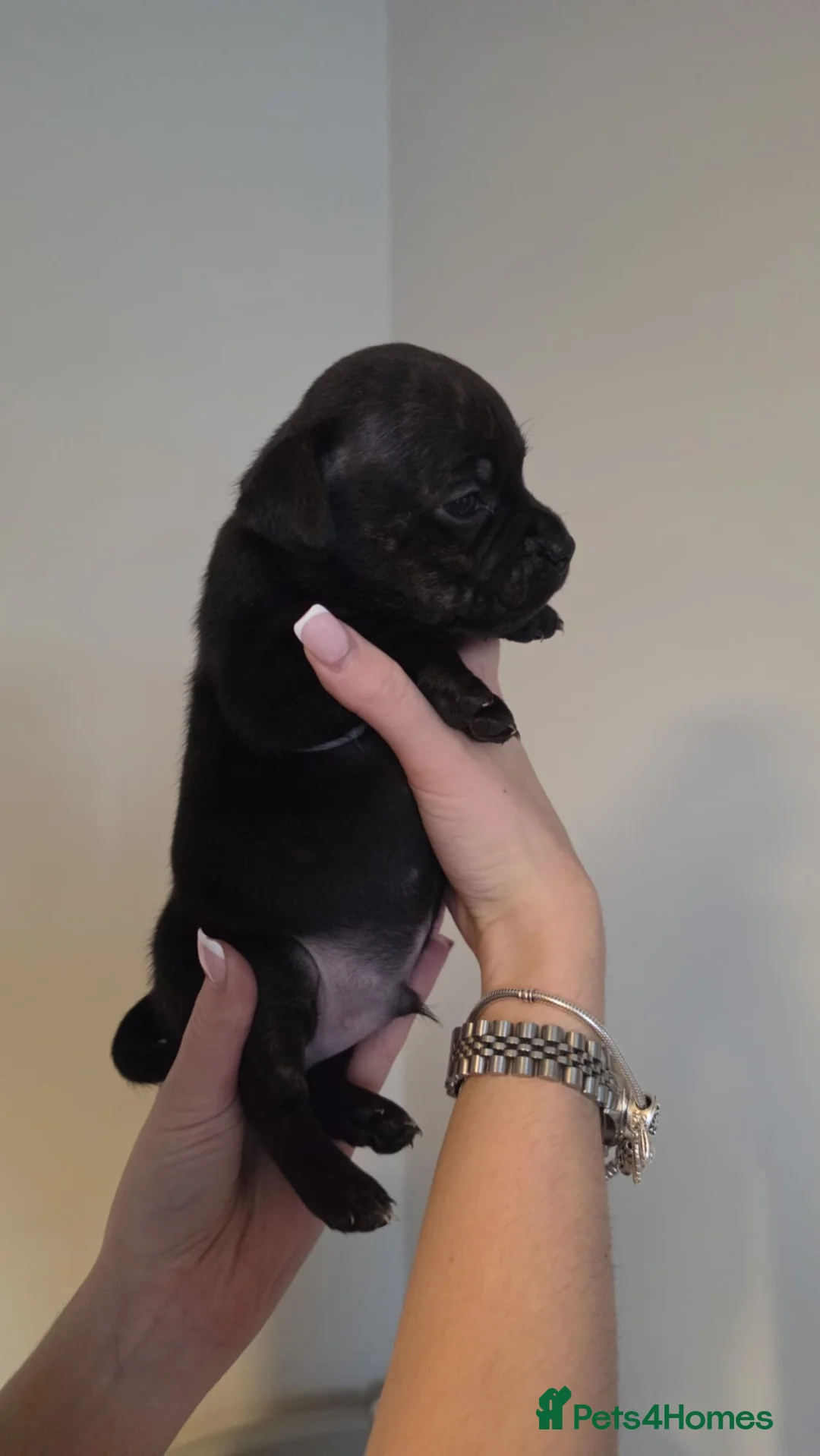 Staffordshire Bull Terrier dogs for sale: Staffordshire Bull Terriers  - Advert 4