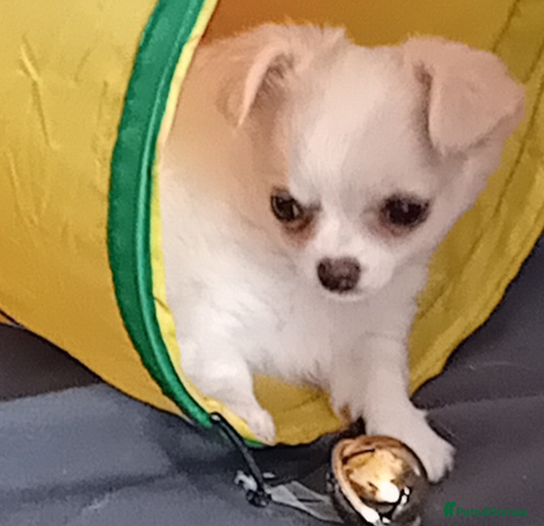 Chihuahua dogs for sale: Little white girl chihuahua  - Image 1