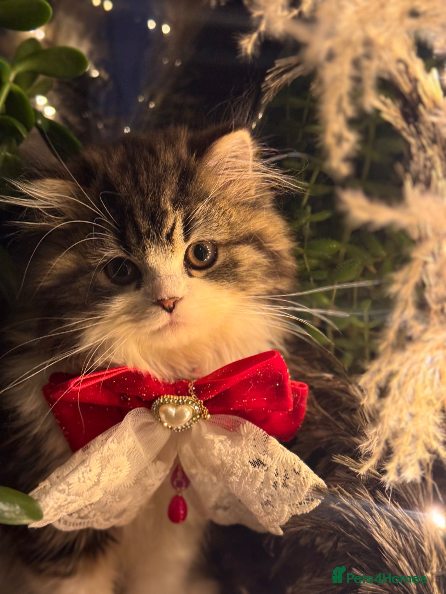 Scottish Fold cats Scottish fold looking for a lovely home  - Advert 1