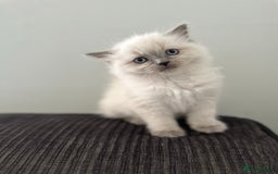 Ragdoll cats for sale: precious cuddle Ragdolls for good homes/families - Image 3