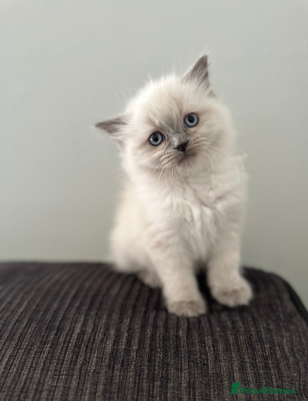 Ragdoll cats for sale: precious cuddle Ragdolls for good homes/families - Image 3
