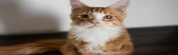Maine Coon cats for sale: 5 Beautiful Russian Import Kittens TICA - Advert 11