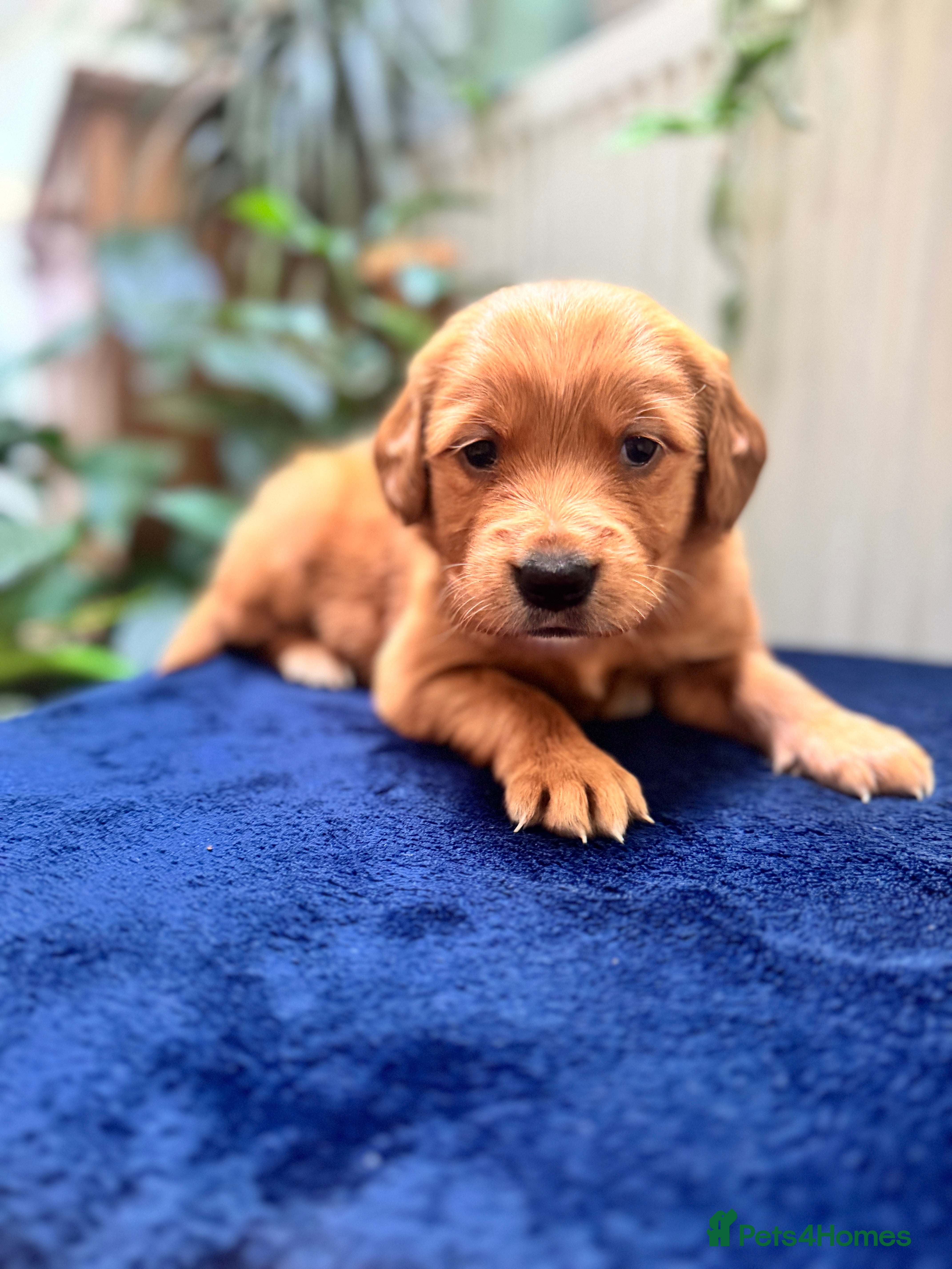 Golden Retriever dogs FOX RED KC  GOLDEN RETRIEVERS HEATH TESTED  - Advert 2