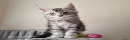 Maine Coon cats for sale: Licensed breeder-maine coon kittens - Advert 19