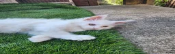 Maine Coon cats for sale: Maine Coon Kittens For Sale  - Advert 22