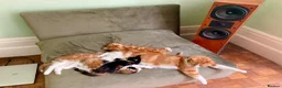 Mixed Breed cats for sale: 3 kittens - Advert 5