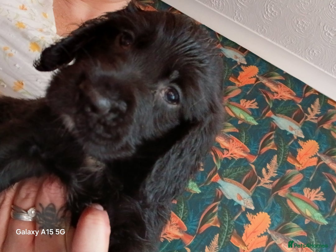 Cocker Spaniel dogs for sale:  Cocker spaniel puppies  - Image 14