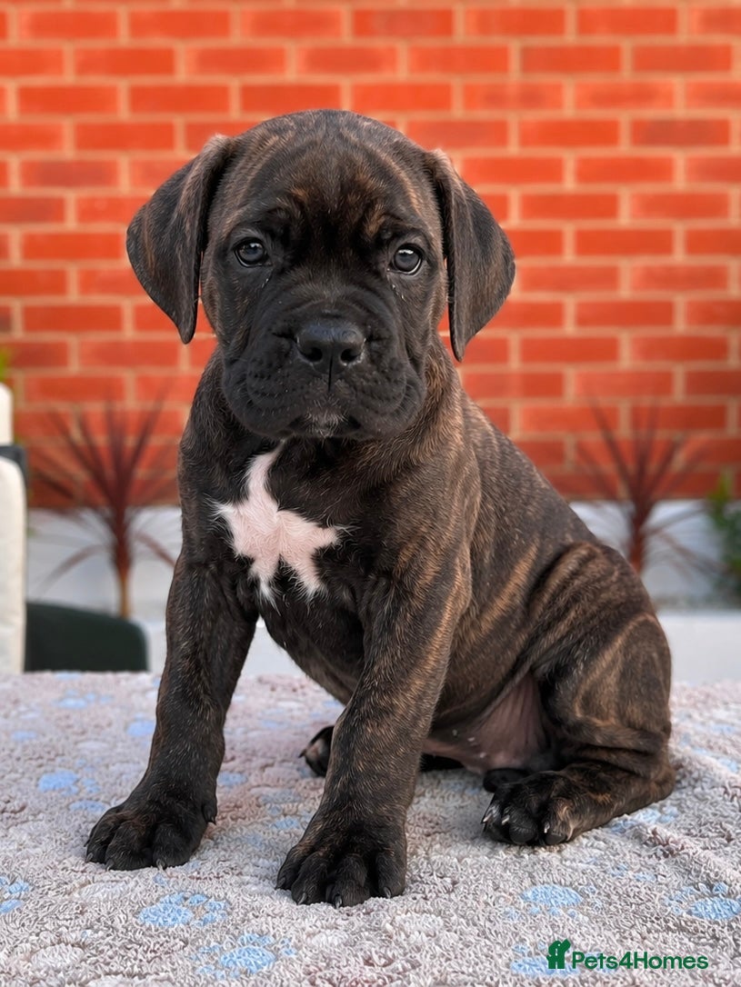 Cane Corso dogs 🐾 European Champion Bloodline Cane Corso Puppies - Advert 2