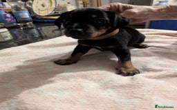 Jack Russell dogs for stud: Jack Russell Stud – Kings Lynn, Norfolk - Image 11